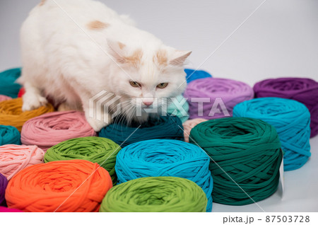 Close-up of a whiting fluffy cat among multicolored cotton skeins. Close-up of a whiting fluffy cat among multicolored cotton skeins. 87503728