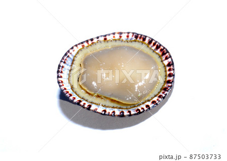 マツバガイをひっくり返した 87503733