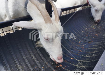 稲葉山ふれあい動物広場　富山　ヤギ 87504242