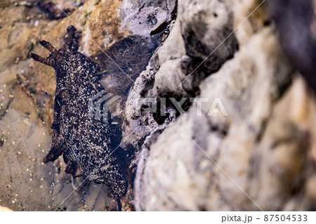 アメフラシ　ウミウシ　海洋生物　海岸　海牛 87504533