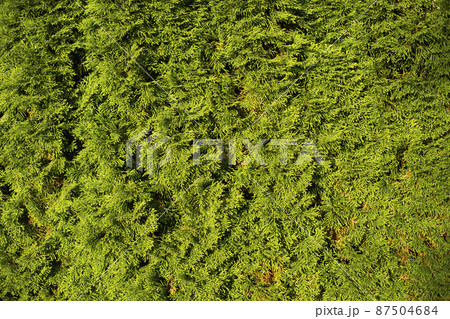 Coniferous texture. Green fence of spruce trees. Juicy green color of fir. 87504684