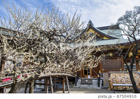 東京都 湯島天神 拝殿の白梅 東京都 湯島天神 拝殿の白梅 87504910