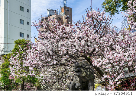 東京都　湯島天神　拝殿の紅梅 87504911