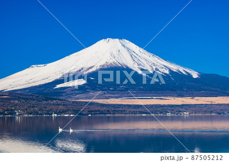 白鳥の湖 山中湖 白鳥の湖 山中湖 87505212
