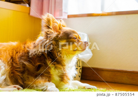 黄昏犬 黄昏犬 87505554