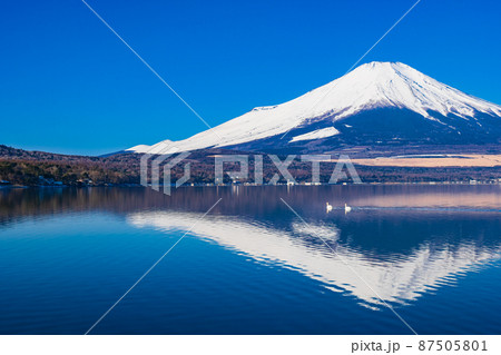 冬の富士山と三羽の白鳥 山中湖 冬の富士山と三羽の白鳥 山中湖 87505801