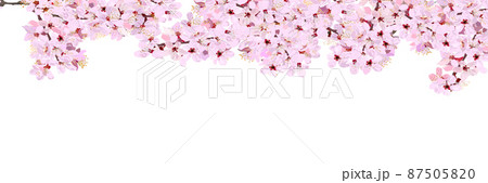 背景なしの満開の桜のフレームバナー 87505820