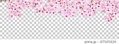 背景なしの満開の桜のフレームバナー 87505820