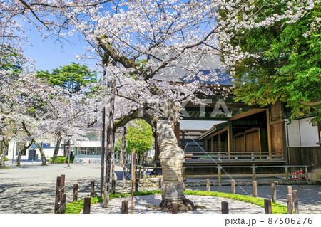 靖国神社　桜の標本木　満開の桜 87506276