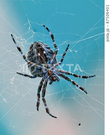 The Walnut Orb-weaver Spider. The Walnut Orb-weaver Spider (Nuctenea umbratica) is a spider of the Araneidae family. The Walnut Orb-weaver Spider. The Walnut Orb-weaver Spider (Nuctenea umbratica) is a spider of the Araneidae family. 87506401