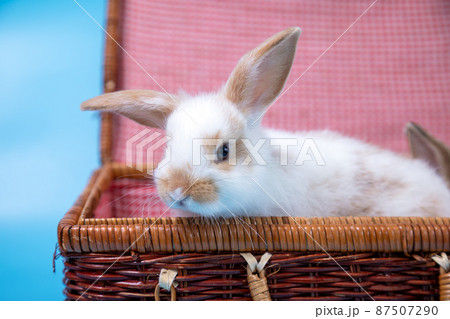 Close up White and brown young adorable bunny sitting in suitcase on blue background 87507290