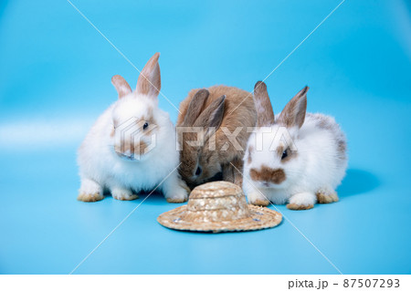 Close up Three rabbits white and brown sitting in row together on blue background Close up Three rabbits white and brown sitting in row together on blue background 87507293
