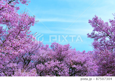 一面満開の桜で埋め尽くされる天下第一の高遠城址公園のサクラ 一面満開の桜で埋め尽くされる天下第一の高遠城址公園のサクラ 87507304