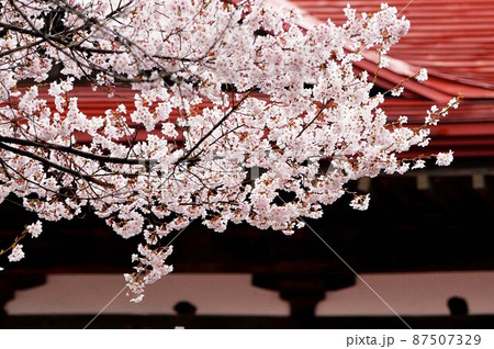 一面満開の桜で埋め尽くされる天下第一の高遠城址公園のサクラ 一面満開の桜で埋め尽くされる天下第一の高遠城址公園のサクラ 87507329
