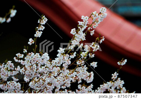 一面満開の桜で埋め尽くされる天下第一の高遠城址公園のサクラ 一面満開の桜で埋め尽くされる天下第一の高遠城址公園のサクラ 87507347