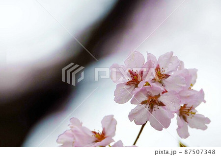 一面満開の桜で埋め尽くされる天下第一の高遠城址公園のサクラ 一面満開の桜で埋め尽くされる天下第一の高遠城址公園のサクラ 87507348