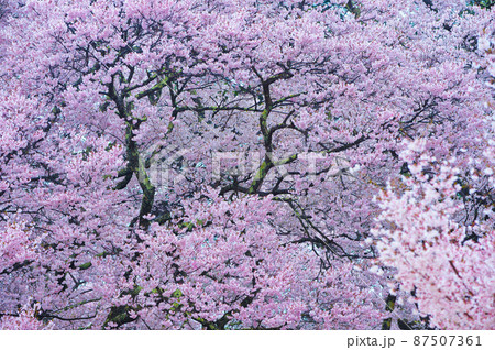一面満開の桜で埋め尽くされる天下第一の高遠城址公園のサクラ 一面満開の桜で埋め尽くされる天下第一の高遠城址公園のサクラ 87507361