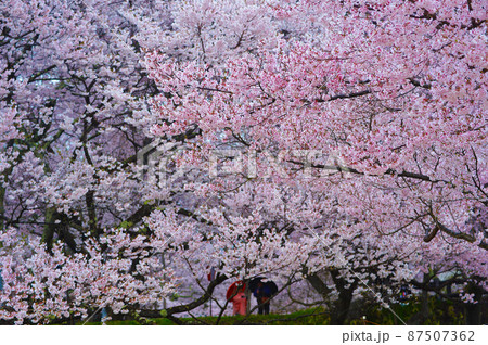 一面満開の桜で埋め尽くされる天下第一の高遠城址公園のサクラ 一面満開の桜で埋め尽くされる天下第一の高遠城址公園のサクラ 87507362