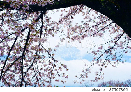 一面満開の桜で埋め尽くされる天下第一の高遠城址公園のサクラ 一面満開の桜で埋め尽くされる天下第一の高遠城址公園のサクラ 87507366