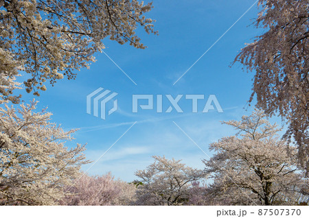 一面満開の桜で埋め尽くされる天下第一の高遠城址公園のサクラ 一面満開の桜で埋め尽くされる天下第一の高遠城址公園のサクラ 87507370