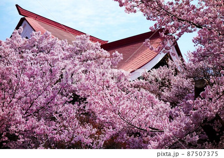一面満開の桜で埋め尽くされる天下第一の高遠城址公園のサクラ 87507375