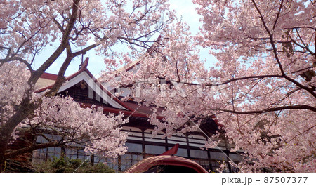 一面満開の桜で埋め尽くされる天下第一の高遠城址公園のサクラ 一面満開の桜で埋め尽くされる天下第一の高遠城址公園のサクラ 87507377