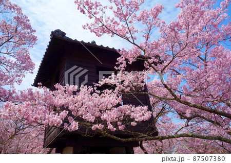 一面満開の桜で埋め尽くされる天下第一の高遠城址公園のサクラ 一面満開の桜で埋め尽くされる天下第一の高遠城址公園のサクラ 87507380