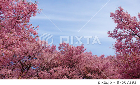 一面満開の桜で埋め尽くされる天下第一の高遠城址公園のサクラ 一面満開の桜で埋め尽くされる天下第一の高遠城址公園のサクラ 87507393