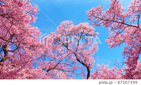 一面満開の桜で埋め尽くされる天下第一の高遠城址公園のサクラ 一面満開の桜で埋め尽くされる天下第一の高遠城址公園のサクラ 87507399