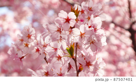 一面満開の桜で埋め尽くされる天下第一の高遠城址公園のサクラ 一面満開の桜で埋め尽くされる天下第一の高遠城址公園のサクラ 87507401