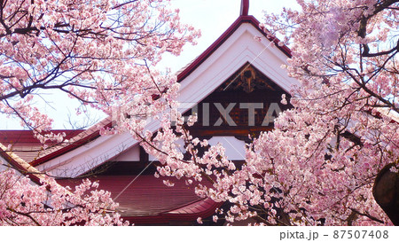 一面満開の桜で埋め尽くされる天下第一の高遠城址公園のサクラ 一面満開の桜で埋め尽くされる天下第一の高遠城址公園のサクラ 87507408