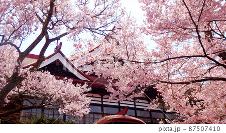 一面満開の桜で埋め尽くされる天下第一の高遠城址公園のサクラ 一面満開の桜で埋め尽くされる天下第一の高遠城址公園のサクラ 87507410