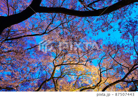 一面満開の桜で埋め尽くされる天下第一の高遠城址公園のサクラ 一面満開の桜で埋め尽くされる天下第一の高遠城址公園のサクラ 87507443