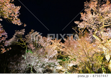 ライトアップされた天下第一の高遠城址公園のサクラ 87507447