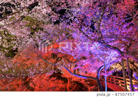 ライトアップされた天下第一の高遠城址公園のサクラ ライトアップされた天下第一の高遠城址公園のサクラ 87507457