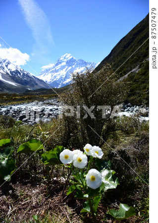 Mt. Cook Lily 2 Mt. Cook Lily 2 87507479