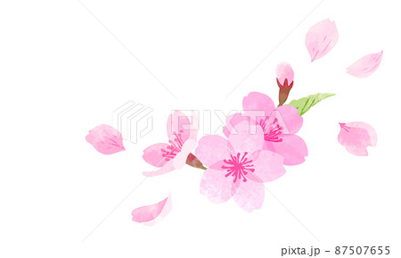 手描き水彩 桜のイラスト ワンポイント 手描き水彩 桜のイラスト ワンポイント 87507655