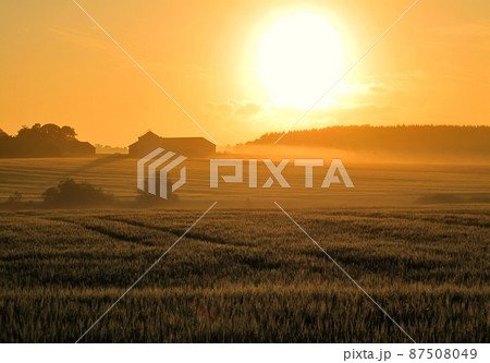 Flowers in Springtime in the countryside. Flowers in the countryside in springtime - Jutland, Denmark. 87508049