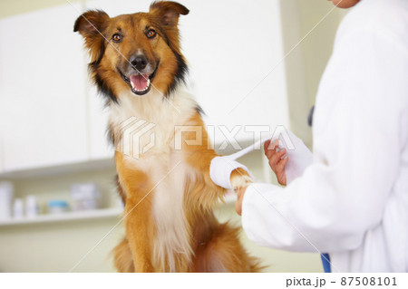 In for a check-up. Cropped shot of a vet bandaging up a collies paw. In for a check-up. Cropped shot of a vet bandaging up a collies paw. 87508101