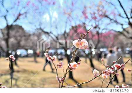 大宮第2公園の梅林　埼玉県さいたま市大宮区　春 87508170