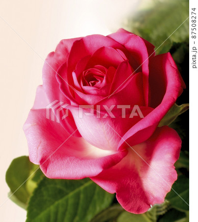 The rose. A photo of a beautiful rose. 87508274