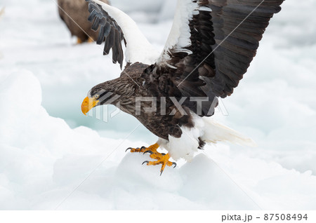 知床　冬 87508494