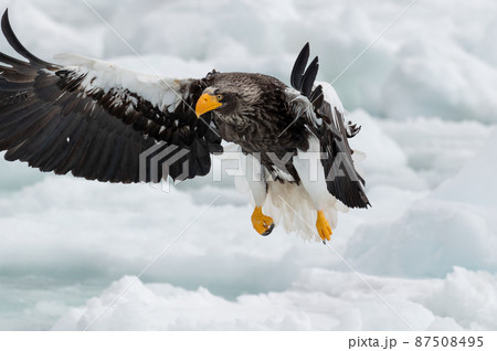 知床　冬 87508495