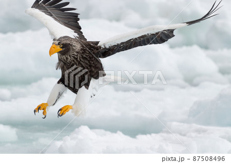 知床　冬 87508496