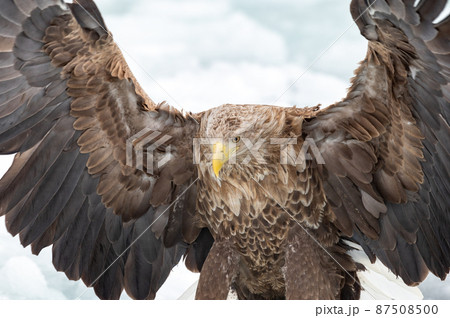 知床　冬 87508500