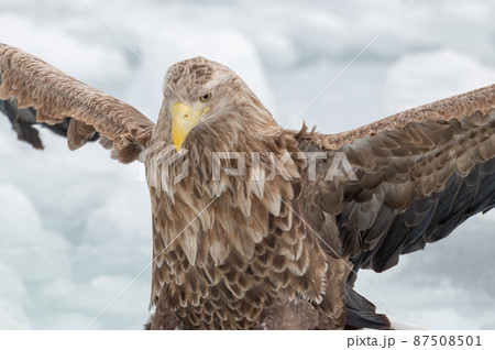 知床　冬 87508501