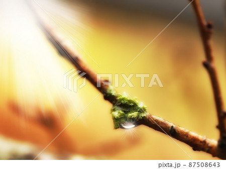 The early signs of Spring. A photo of a spring bud. 87508643