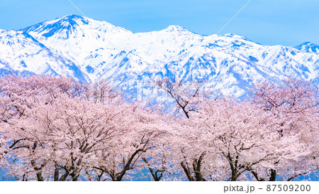 満開の桜と残雪の北アルプス(あさひ舟川) 満開の桜と残雪の北アルプス(あさひ舟川) 87509200