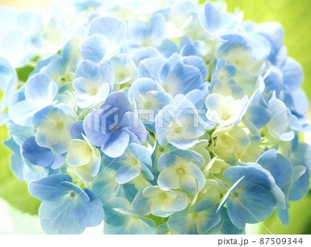 紫陽花 アジサイ 青い花 綺麗な花 Hydrangea Blue Flowerの写真素材