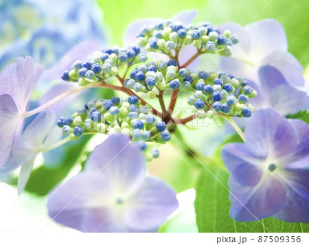 紫陽花 アジサイ 青い花 綺麗な花 Hydrangea Blue Flowerの写真素材